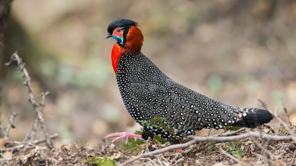 Colorful Himalayan pheasants face a less&hellip;