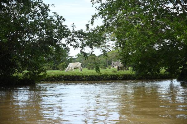 Colombia passes landmark cattle&hellip;