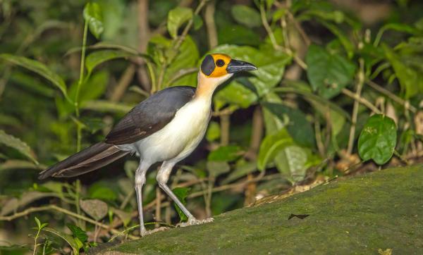 A ‘symphony’ of wildlife suggests&hellip;