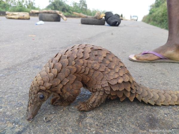 Nigeria aims for stronger wildlife&hellip;
