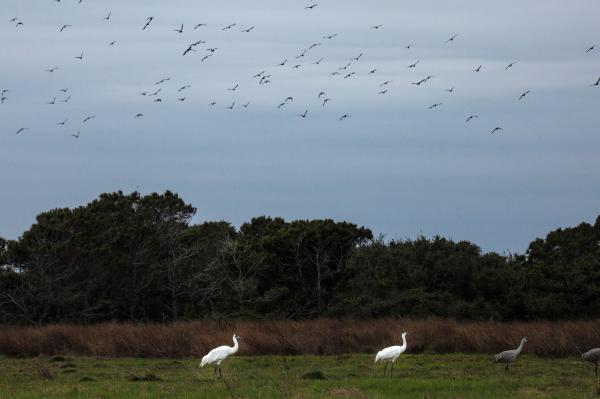 The World’s Last Flock of Wild&hellip;