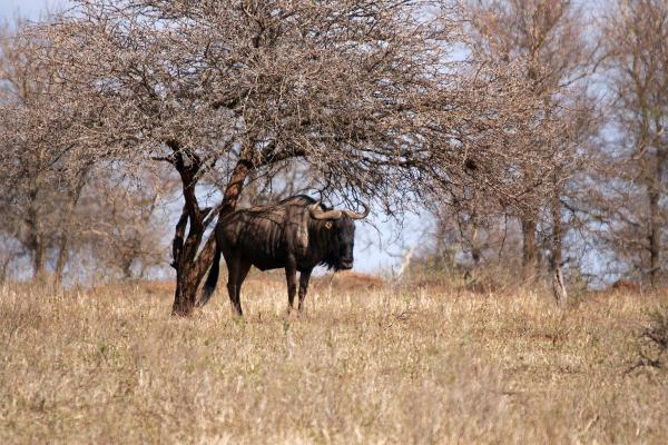 After intense flooding, Kruger National&hellip;