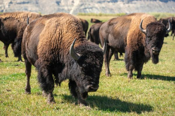 New BLM Grazing Rules Eliminate Tribal&hellip;