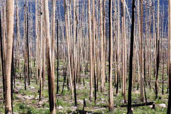 Alberta wildfire produced more energy&hellip;