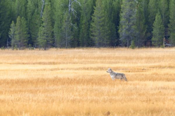 Reintroduced Carnivores’ Impacts on…