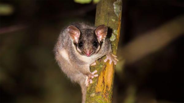 Logging and the slow disappearance of&hellip;