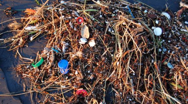 World Environment Day Calls On You To…