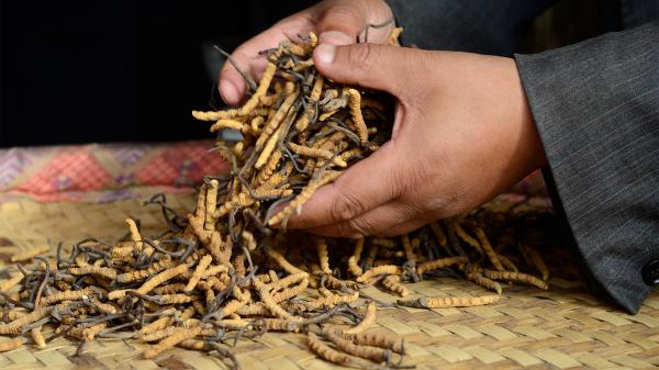 The vanishing pharmacy: How climate…