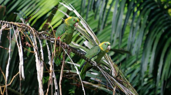 What are these parrots saying?