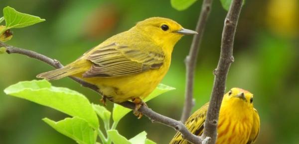 Noisy traffic is making Galápagos’ yellow warblers angry