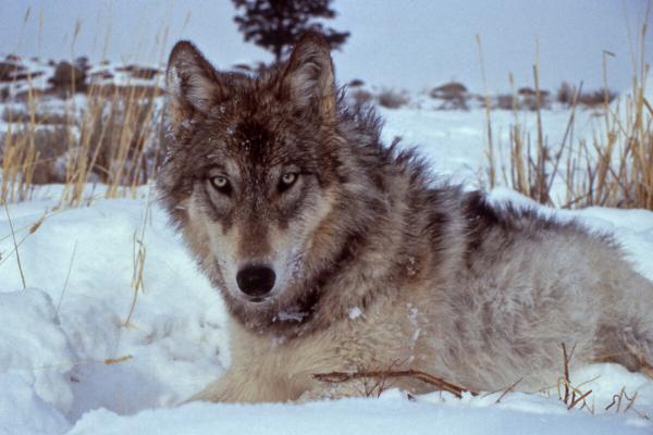 How one woman’s wolf ‘moon shot’…