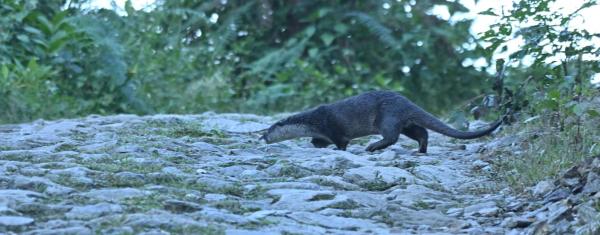 In Nepal, the world’s smallest otter&hellip;
