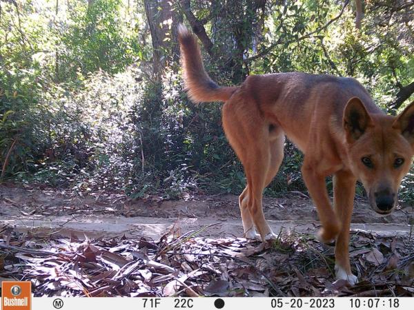 National platform launches in Australia to turn wildlife…