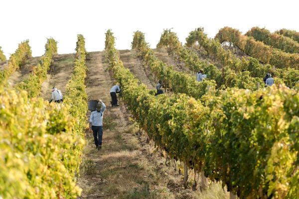 How grape farmers are restoring&hellip;