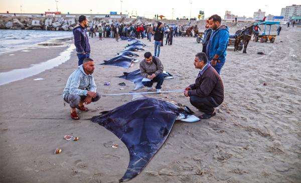 Studying giant devil rays through war in&hellip;