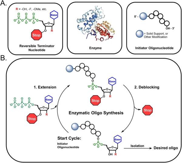 photo of A better way to make RNA drugs: Enzymatic synthesis method expands capabilities while eliminating toxic byproducts image