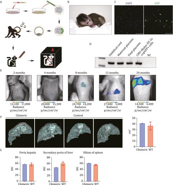 photo of A chemically defined, xeno-free culture system for culturing and deriving monkey pluripotent stem cells in vitro image