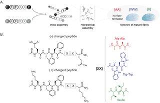 photo of A molecular framework to bridge experimental and computer sciences for peptide-based materials engineering image