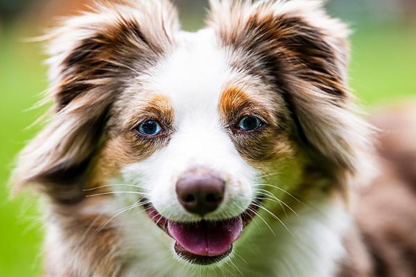 photo of A new anti-aging pill for senior dogs just entered clinical trials. Could it one day help humans live longer? image