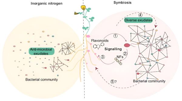 photo of Study reveals key role of plant-bacteria communication for assembly of a healthy plant microbiome image