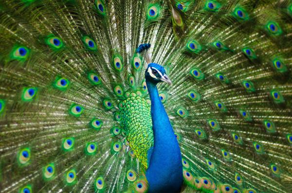 Bangladesh tests a return to the wild&hellip;