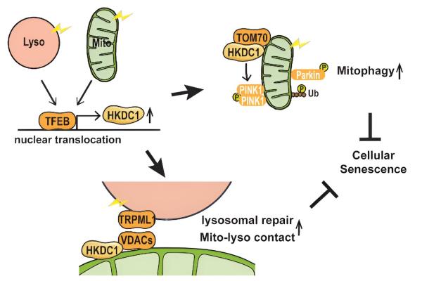 photo of HKDC1 protein found crucial to maintaining two mitochondria subcellular structures, mitochondria and lysosomes image