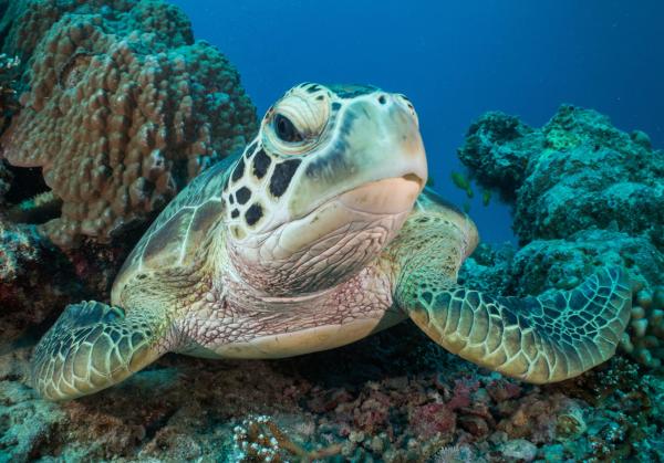 On the Great Barrier Reef, management by&hellip;