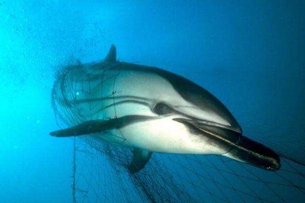 photo of  Seeking swordfish, catching dolphins and whales: EU pushes to rein in driftnets image