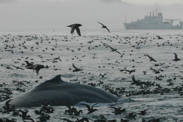 New global maps chart 40 years of ocean&hellip;