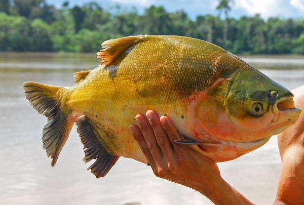 Fishers fight for solutions as Brazil&hellip;