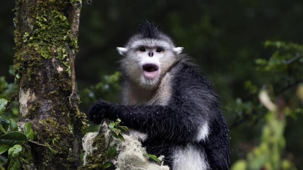 Protecting primates could protect…