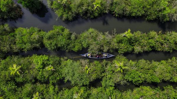 Mangroves gain ground globally, marking&hellip;