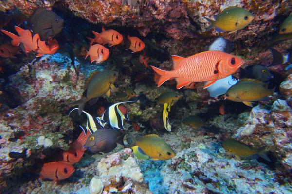 Global coral reefs get less time to…