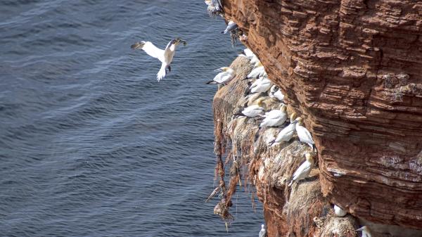 Seabird nests built with plastic waste…