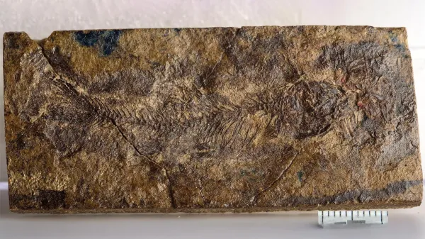 Hidden for 70 million years, a tiny…