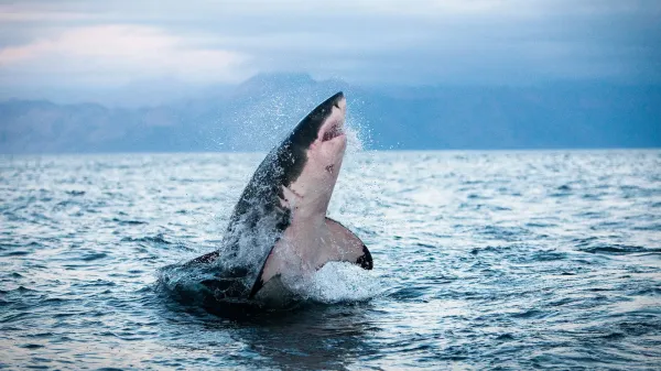 photo of Sharks and tuna are overheating and running out of options image