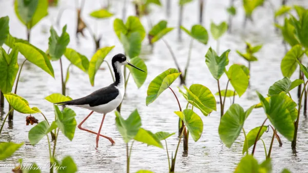 photo of Scientists just debunked a 50-year myth about Hawaii’s birds image