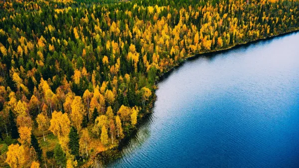 photo of A “lost world” beneath the North Sea was once full of forests image