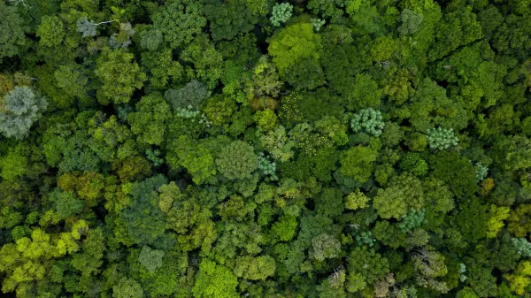 Forty years of forest data reveal a&hellip;