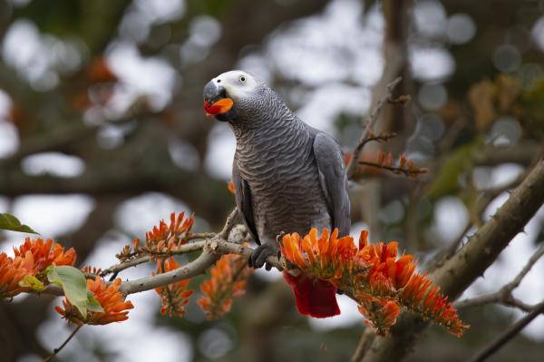 Seizures reveal macabre grey parrot&hellip;