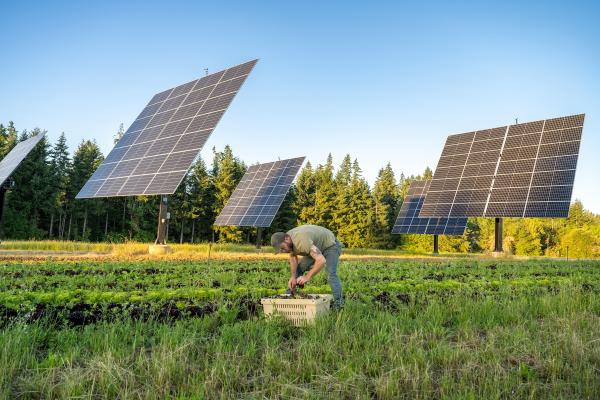 A new approach to agrivoltaics gives&hellip;