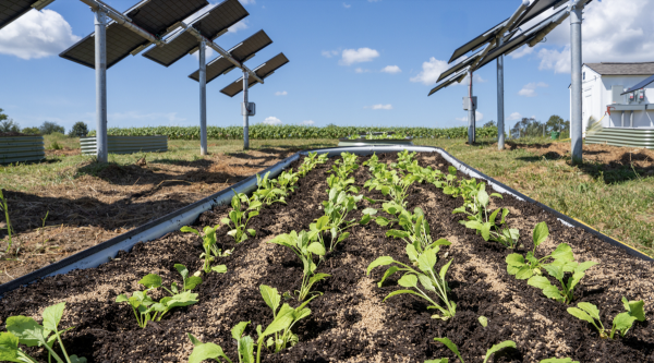 Small Agrivoltaic Project, Big…