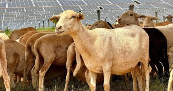 Sheep Will Make Room For 500,000…
