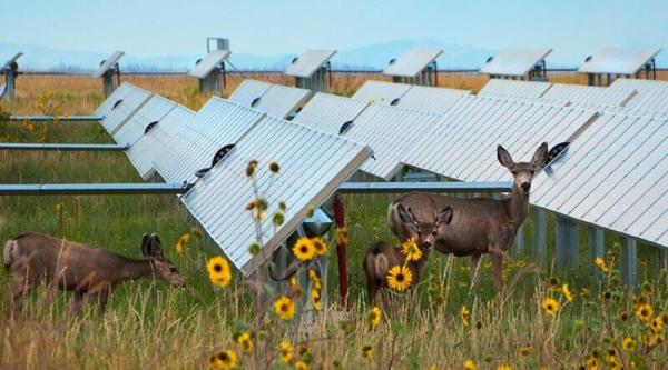 What Can We Do To Save The Insects?…