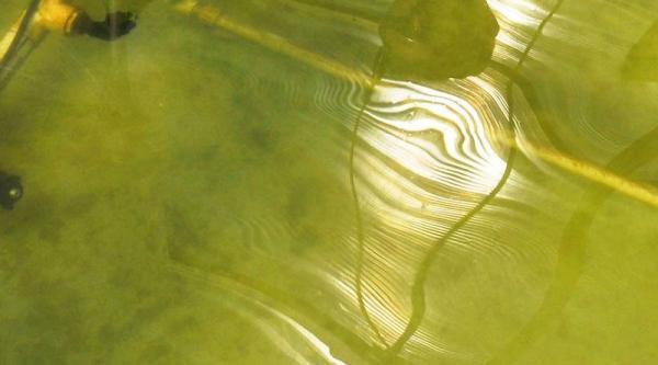 Trump’s Failed Algae Biofuel&hellip;