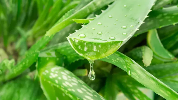 A hidden Aloe vera compound takes aim at&hellip;