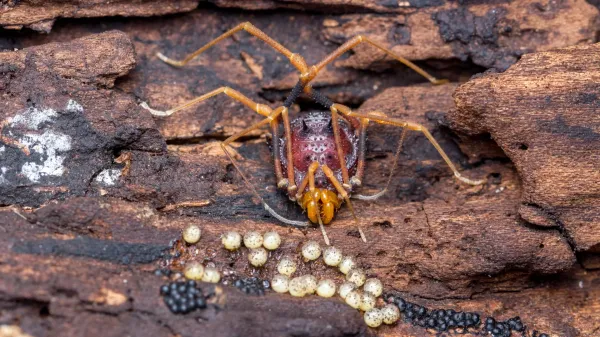 photo of Spider-like creatures help uncover the surprising origins of fatherhood image