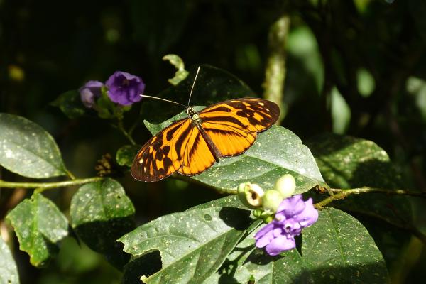 photo of Amazon butterflies show how new species can evolve from hybridization image