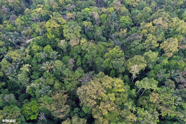 photo of Community patrolling reduced environmental crime by 80% in the Amazon image
