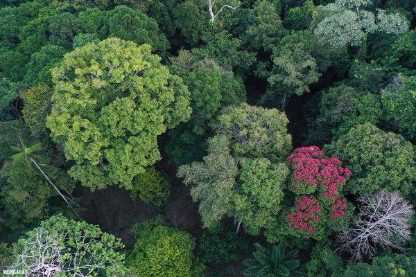 ‘World’s largest’ carbon credit…